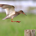 Red Shanks Incoming [eXPLoReD]