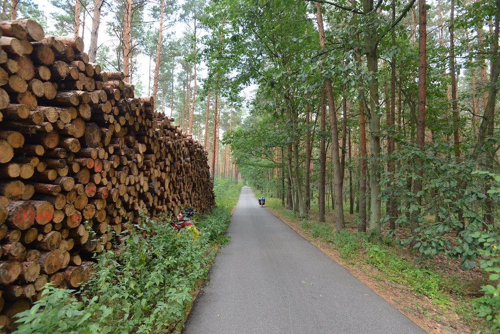 Cycle path in the forest