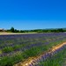 Lavender Fields of Provence, France