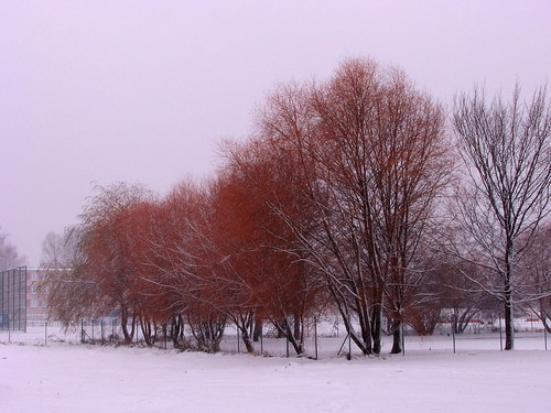 White_snow_red_trees ©   