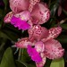 Slc. Orchidom Leopard x C. Mark Jones – Anita Spencer