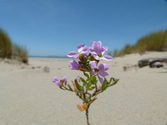 beach flowers 5/5