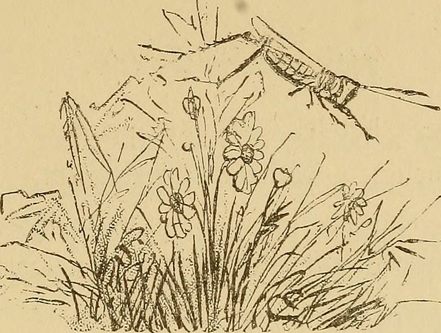 Image from page 80 of Along the way (1879)