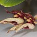 Bulbophyllum pingtungense – Merle Robboy