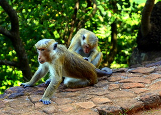 Monkeys at Sigiriya