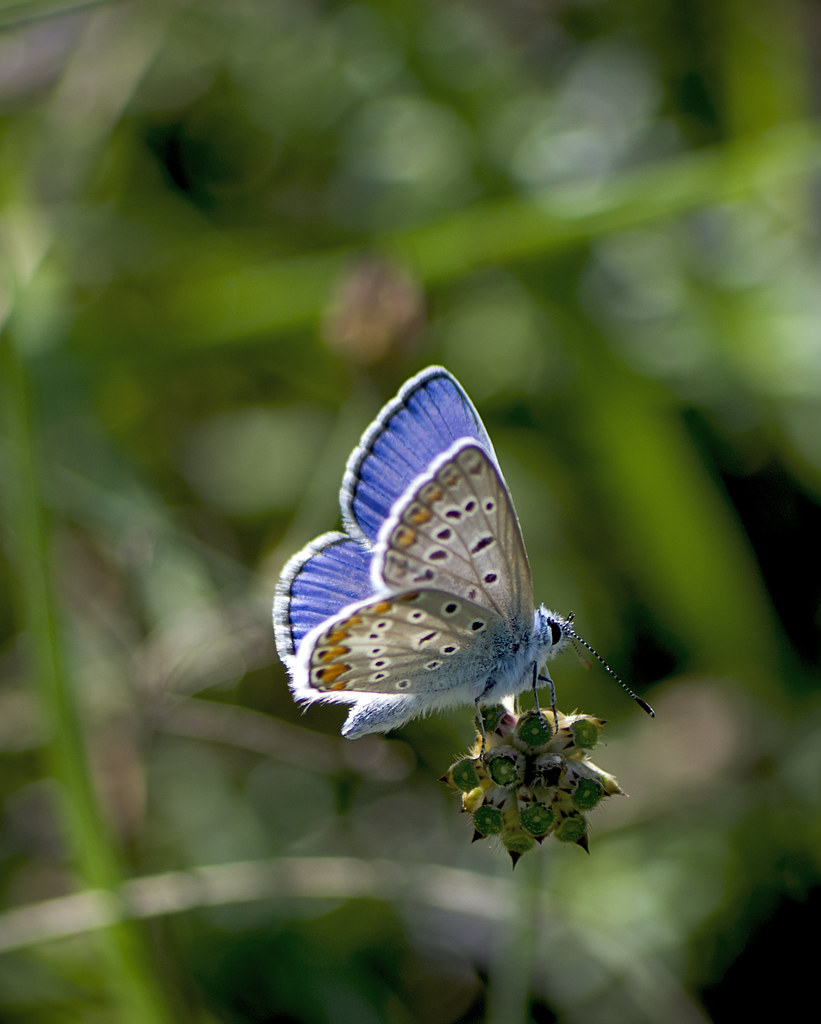 :   / Common Blue / Polyommatus icarus /   / Hauhechel-Bl