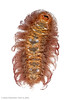 Purple DONALD TRUMP Caterpillar (Megalopygidae) bottom