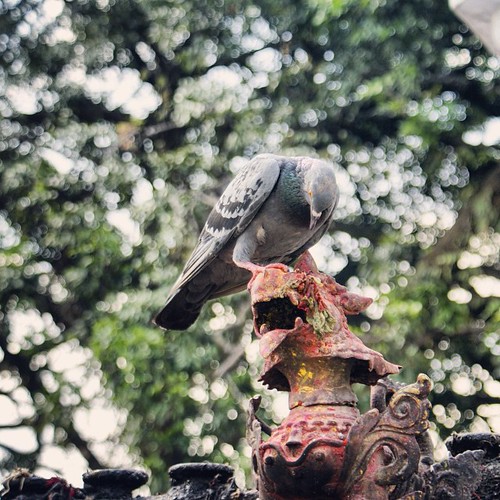  ... 2009   ...     #Travel #Memories #2009 #Pokhara # #Nepal   #Temple #Bell #Dragon #Sculpture #Dove ©  Jude Lee