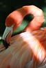 Marito Flamingo