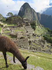 Machu Picchu <a style="margin-left:10px; font-size:0.8em;" href="http://www.flickr.com/photos/83080376@N03/20980587503/" target="_blank">@flickr</a>