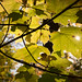 Autumn leaves, western Pennsylvania