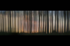 Poplars at Sunset (Broadward)