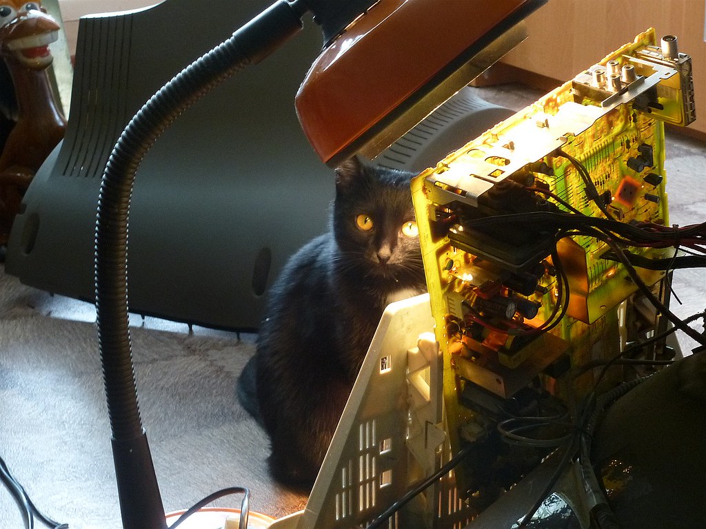 : Cat and old TV