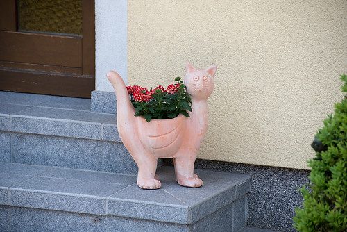 Domestic cat ©  Andrey