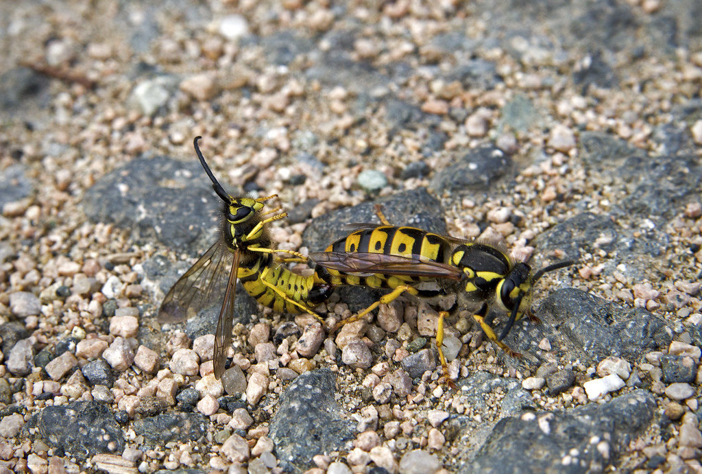 :   / Vespula germanica / German Wasp /    / Deutsche Wespe