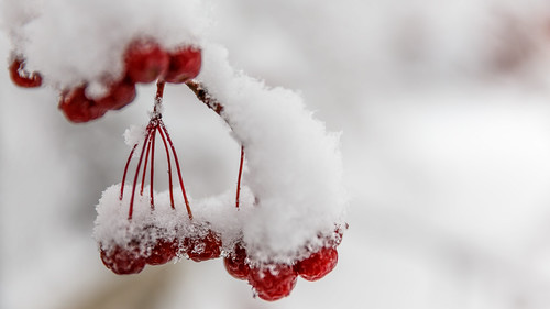 winter waited, waited nature - the snow fell ©  Dmitry Karyshev