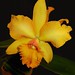 Suzi's orchid