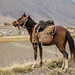 Cavalo de um quirguiz em Sarhad