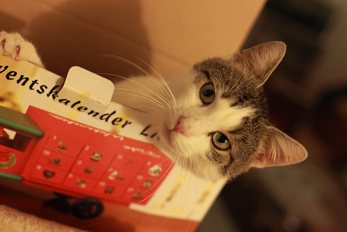 cat in carton ©  dmytrok