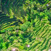 Rice Fields In Bali From Above