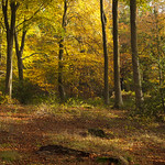The Great Wood - Blickling, Norfolk