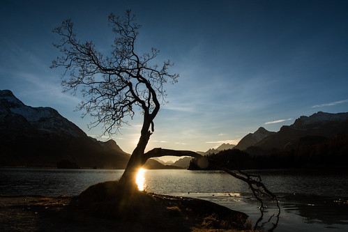 Lone Tree at Lake Sils ©  kuhnmi