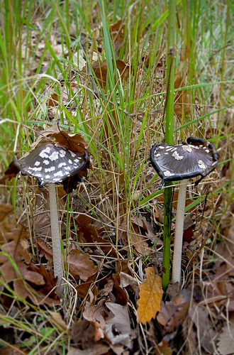   / Coprinopsis picacea / Magpie fungus /  C. picaceus / Specht-Tintling ©  katunchik