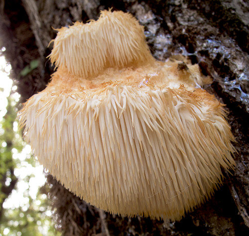   / Hericium erinaceus / Lion's mane mushroom  /   / Igel-Stachelbart ©  katunchik
