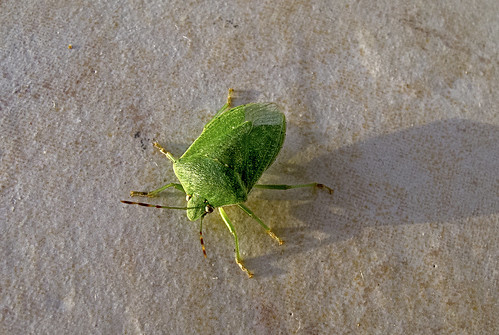 Nezara viridula / Southern Green Stink Bug ©  Katya