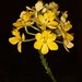 Epi. (Epi. Pacific Eclipse x Epi. Pacific Canary) "SVO Yellow Sun" x Epi. magnoliae (conopseum) "SVO" – Alex Nadzan