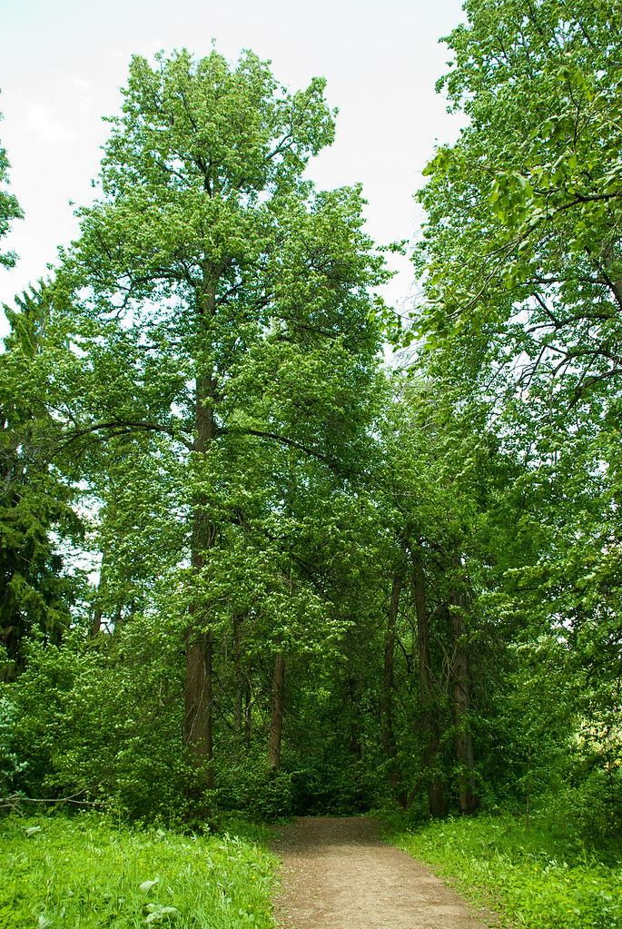 : Serednikovo forest