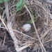 Magpie Egg