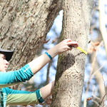 A student measures the circumference of a tree.