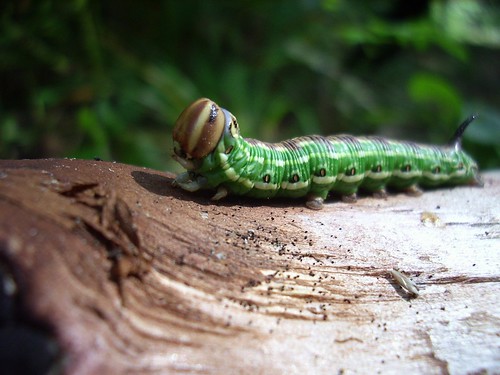 Caterpillar ©  Sergey G