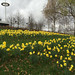 Daffodils in December