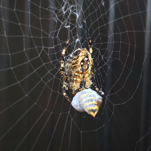 Go, fearsome backyard spider! Eat that enormous captive wasp!   #autumn #spiderweb #naturephotography #web ©  marktristan