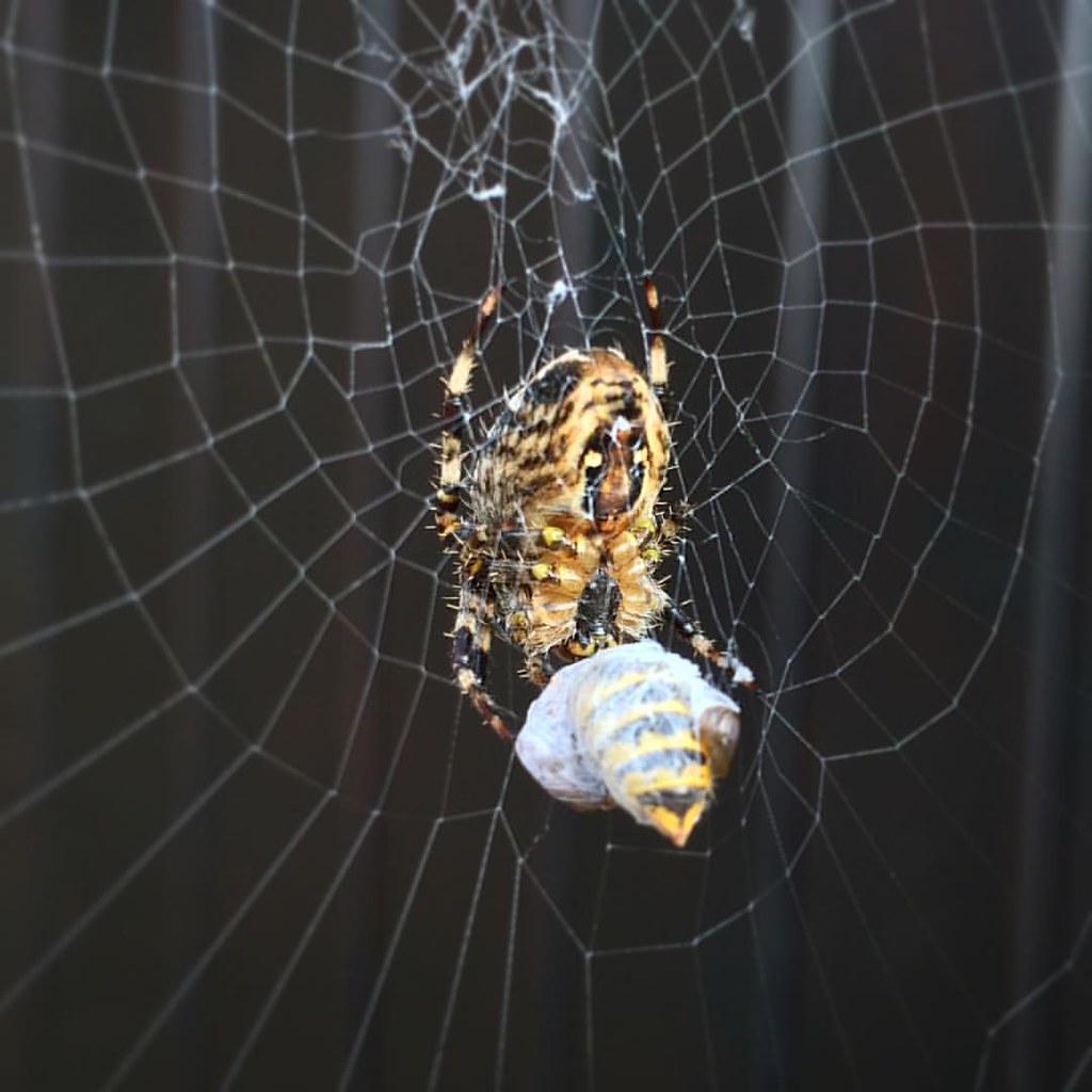 фото: Go, fearsome backyard spider! Eat that enormous captive wasp!   #autumn #spiderweb #naturephotography #web