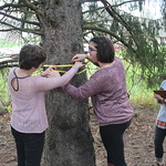 Students measure the circumference of a tree.