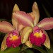Lc. Jungle Elf x C. Orchidoms Brabant 'Freckled Flamingo'  – Suzi Sandore