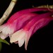 Dendrobium lawsii – Lisa Humphreys