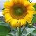 Giant Sunflower, Kew ON A Plate Kitchen Garden @ 25 July 2015 (1/2)