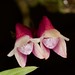 Dendrobium lawsii – Lisa Humphreys