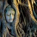 Hidden Buddha in Ayutthaya, Old Capital of Siam