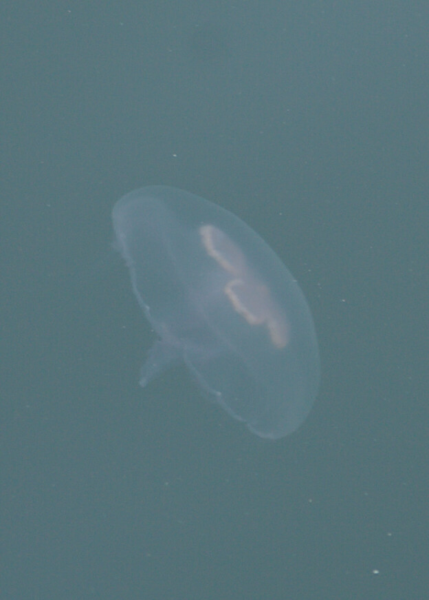 : Jellyfish, Porkkala