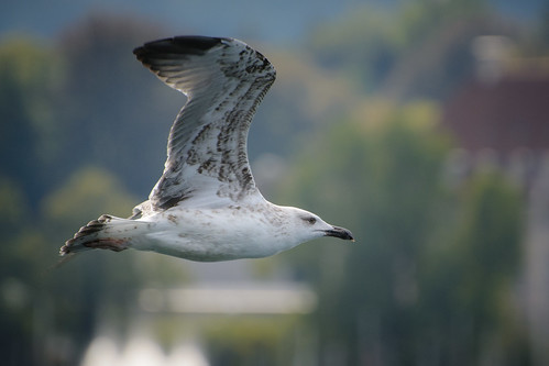 Gull over Zurich ©  kuhnmi
