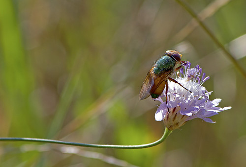 Rhyncomyia blow fly /  ©  Katya