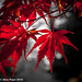 Delicate Autumn Red