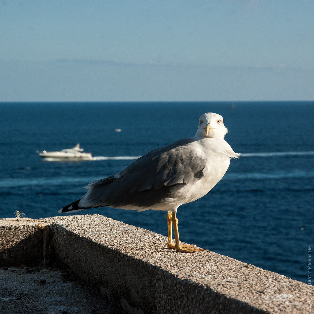 : Seagull in Monaco
