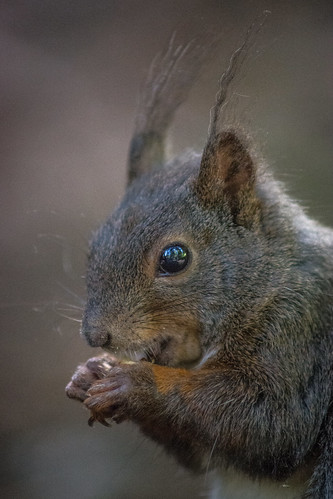 Squirrel Close-Up ©  kuhnmi