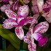 C. Caudebec ' Marty's Orchids' – Anita Spencer